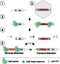 Visualizing Arc protein dynamics and localization in the mammalian brain using AAV-mediated in situ gene labeling